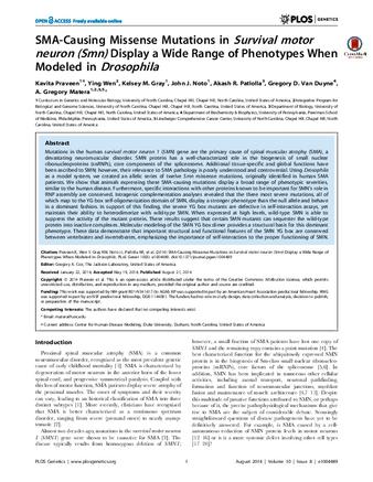 SMA-Causing Missense Mutations in Survival motor neuron (Smn) Display a Wide Range of Phenotypes When Modeled in Drosophila thumbnail