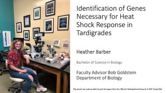 Identification of Genes Necessary for Heat Shock Response in Tardigrades