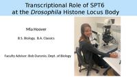 Transcriptional Role of SPT6 at the Histone Locus Body