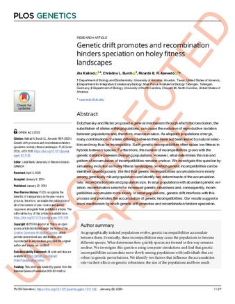 Genetic drift promotes and recombination hinders speciation on holey fitness landscapes thumbnail