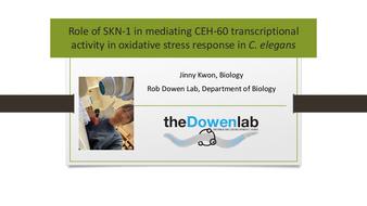 Role of SKN-1 in mediating CEH-60 transcriptional activity in oxidative stress response in C. elegans thumbnail