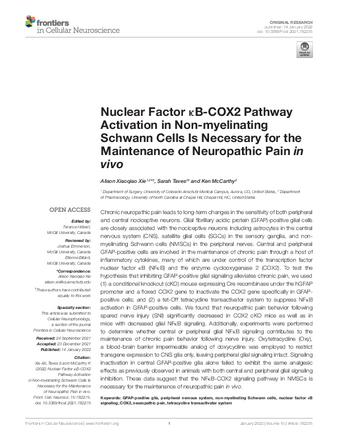 Nuclear Factor κB-COX2 Pathway Activation in Non-myelinating Schwann Cells Is Necessary for the Maintenance of Neuropathic Pain in vivo thumbnail