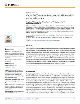 Cyclin D/CDK4/6 activity controls G1 length in mammalian cells thumbnail