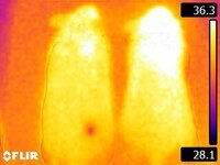 Infrared Images 2 thumbnail
