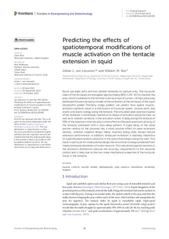 Predicting the effects of spatiotemporal modifications of muscle activation on the tentacle extension in squid