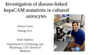 Investigation of disease-linked hepaCAM mutations in cultured astrocytes thumbnail