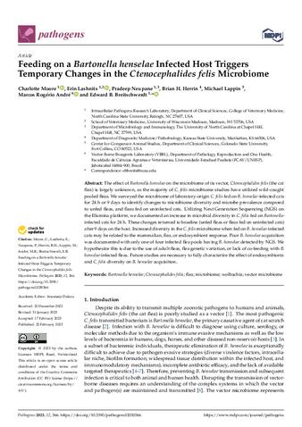 Feeding on a Bartonella henselae Infected Host Triggers Temporary Changes in the Ctenocephalides felis Microbiome thumbnail