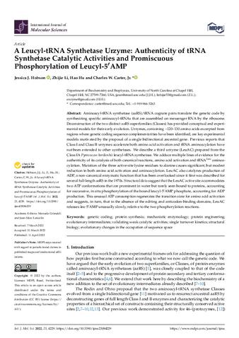 A Leucyl-tRNA Synthetase Urzyme: Authenticity of tRNA Synthetase Catalytic Activities and Promiscuous Phosphorylation of Leucyl-5′AMP thumbnail