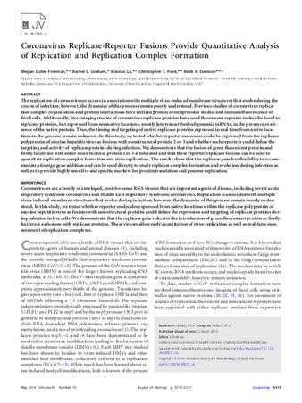 Coronavirus Replicase-Reporter Fusions Provide Quantitative Analysis of Replication and Replication Complex Formation thumbnail