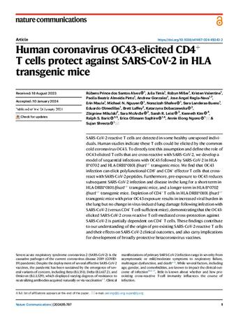 Human coronavirus OC43-elicited CD4+ T cells protect against SARS-CoV-2 in HLA transgenic mice thumbnail