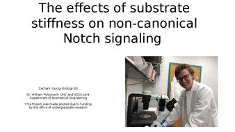 The effects of substrate stiffness on non-canonical Notch signaling  thumbnail