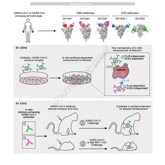 In vitro and in vivo functions of SARS-CoV-2 infection-enhancing and neutralizing antibodies thumbnail
