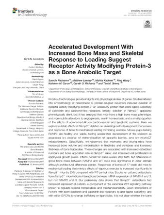 Accelerated Development With Increased Bone Mass and Skeletal Response to Loading Suggest Receptor Activity Modifying Protein-3 as a Bone Anabolic Target thumbnail